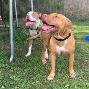 Meet your Posher, Hector